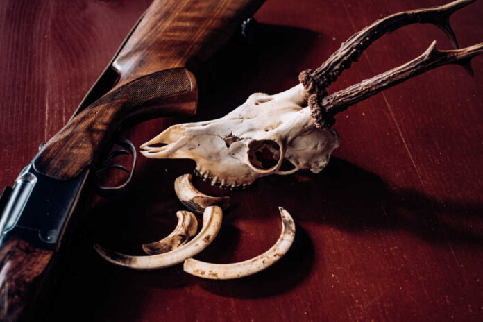 Illegal,Hunting,Poacher,In,The,Forest.,Hunter,With,Shotgun,Gun