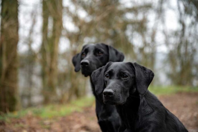 Two,Beautiful,Purebred,Black,Labrador,Retriever,Dogs,Sitting,In,A