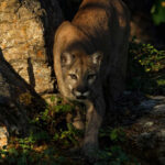 Parks on Edge After BIG CAT ENCOUNTER!