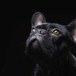 Fishermen, Police Save Stranded French Bulldog