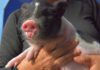 Close-up of a cute piglet being held by a person
