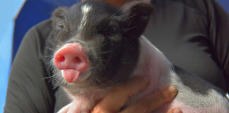 Close-up of a cute piglet being held by a person