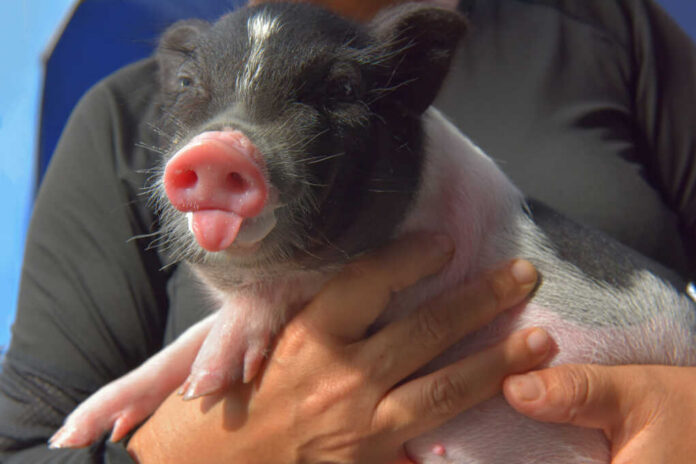 Close-up of a cute piglet being held by a person