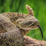Close-up of a snake with its tongue flicking out