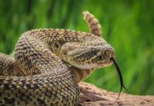 Close-up of a snake with its tongue flicking out