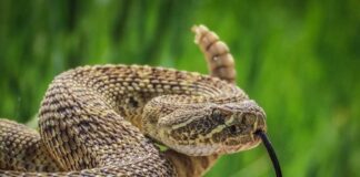 Close-up of a snake with its tongue flicking out