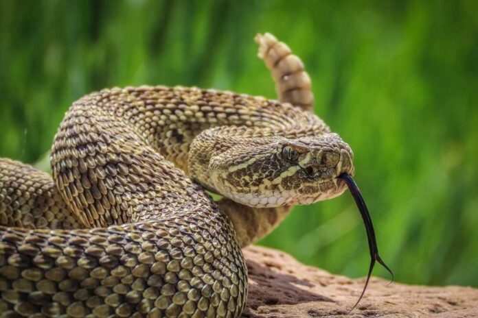 Close-up of a snake with its tongue flicking out