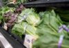 What to know about the cyclosporiasis outbreak as Taylor Farms pulls iceberg lettuce