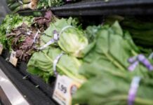 Parasite Panic Hammers Fast Food What to know about the cyclosporiasis outbreak as Taylor Farms pulls iceberg lettuce