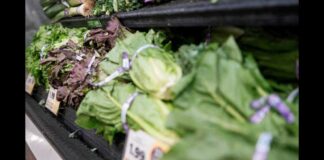 What to know about the cyclosporiasis outbreak as Taylor Farms pulls iceberg lettuce