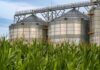 grain silos behind tall green corn plants