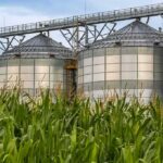 grain silos behind tall green corn plants