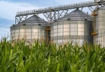 grain silos behind tall green corn plants