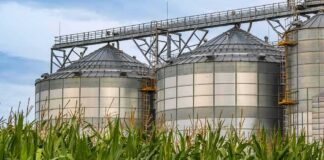 grain silos behind tall green corn plants