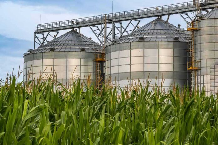 shutterstock_2186655767-1 grain silos behind tall green corn plants