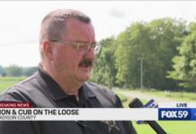 Lion Cub Alert Panics Indiana County Lion Cub Alert Panics Indiana County