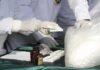 Garbage Becomes Dessert Gold Scientists in lab coats handling white powder sample with tools