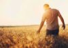 Drought Dominoes Hit Grocery Bills Man walking through a golden wheat field at sunset