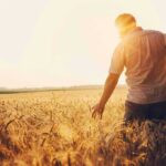 Man walking through a golden wheat field at sunset