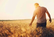 Drought Dominoes Hit Grocery Bills Man walking through a golden wheat field at sunset