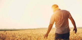 Man walking through a golden wheat field at sunset