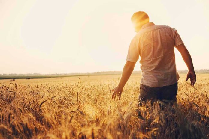 shutterstock_1437175922 Man walking through a golden wheat field at sunset