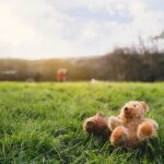 Teddy bear sitting on grass in a sunny field