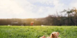 Teddy bear sitting on grass in a sunny field