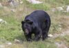 black bear walking through grassy clearing