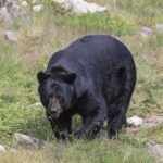 Public Safety or Overkill in Montana? black bear walking through grassy clearing