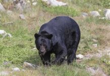 Public Safety or Overkill in Montana? black bear walking through grassy clearing