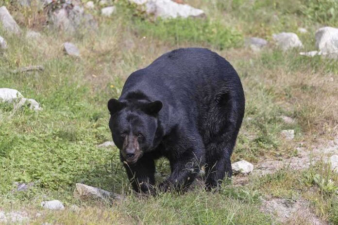 shutterstock_314186468 black bear walking through grassy clearing