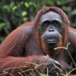 El Niño Fuels Orangutan Catastrophe Orangutan resting in lush forest