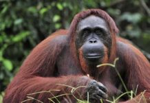 El Niño Fuels Orangutan Catastrophe Orangutan resting in lush forest