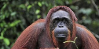 Orangutan resting in lush forest